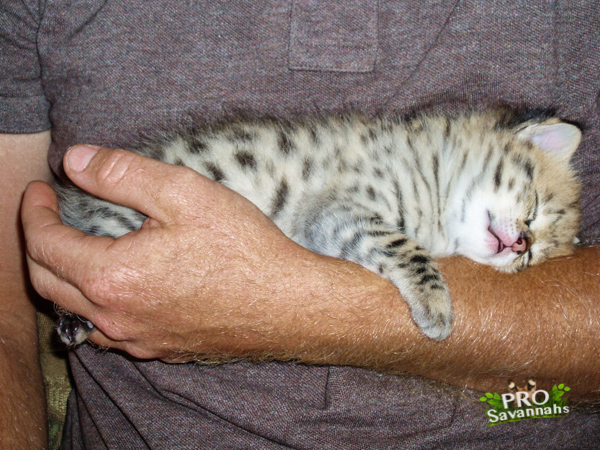 savannah kitten being held
