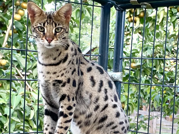 savannah adult breeder cat facing camera