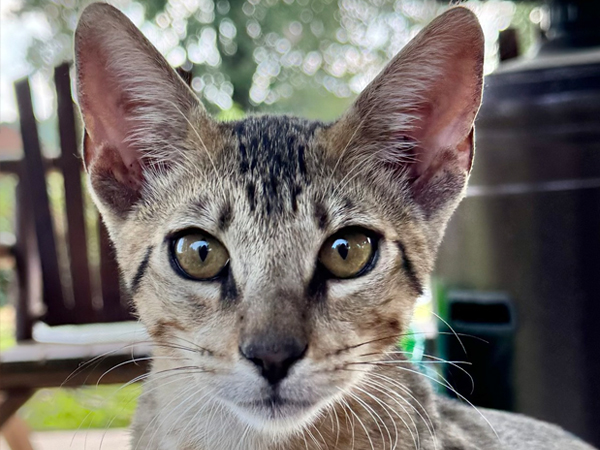 savannah kitten facing camera